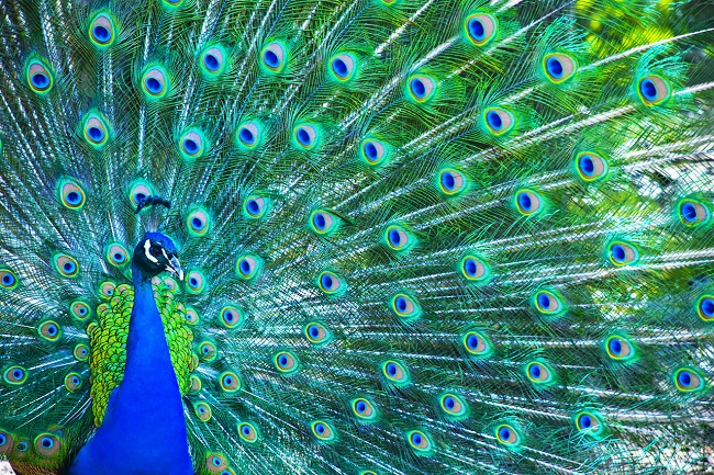 What Does it Mean When a Peacock Spreads His Feathers
