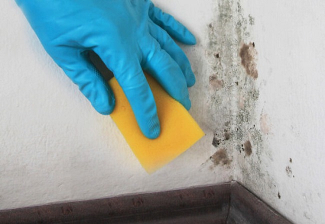 How To Get Rid Of Mold Spores In The Air